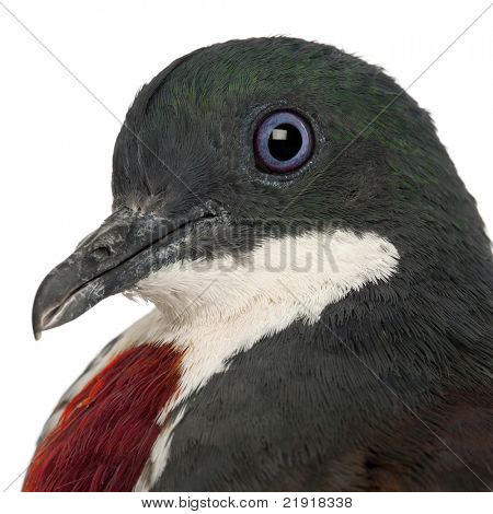 Close-up of Mindanao Bleeding-heart, Gallicolumba crinigera, adult, in front of white image