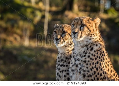 Two cheetahs, Acinonyx jubatus, looking in the same direction, space on the left side. The animals are living in a zoo