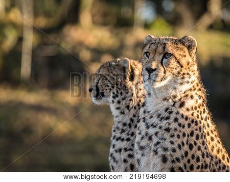 Two cheetahs, Acinonyx jubatus, looking in the same direction, space on the left side. The animals are living in a zoo
