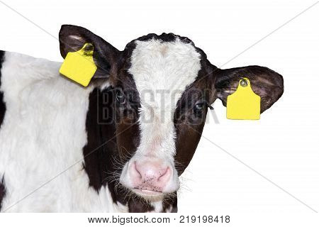 calf (bull) animal isolated on white background