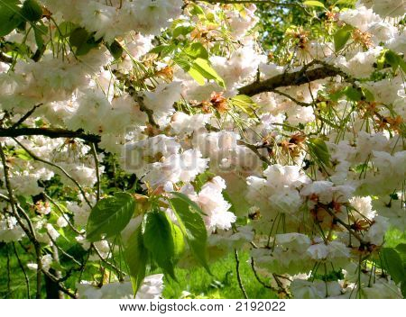 Blossom2