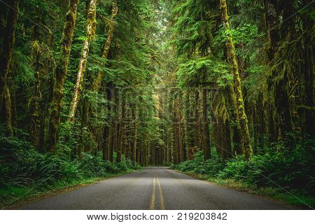 Way in nateral park with sylvan surrounding