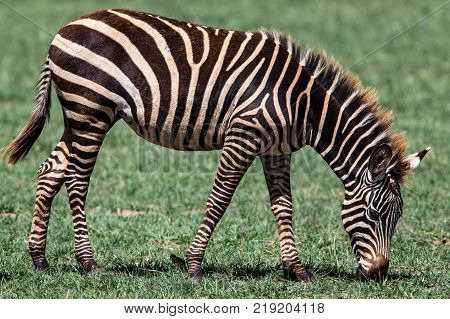 Zebras are several species of African equids (horse family) united by their distinctive black and white striped coats. Their stripes come in different patterns, unique to each individual.