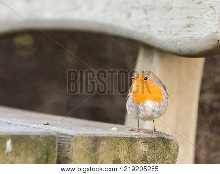 European robin, Erithacus rubecula, resting on a bench in Kristiansand, Norway