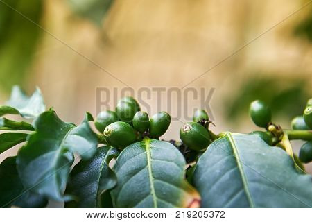 Coffea arabica plant and fruit, also known as Arabian coffee. Copy space