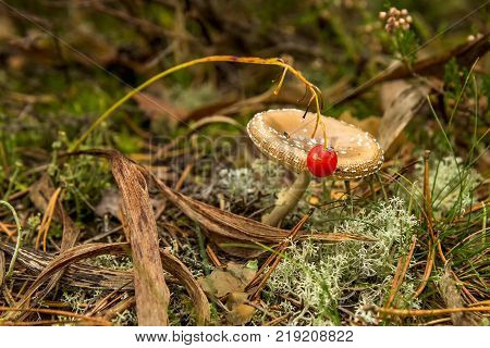 Inedible mushroom in the forest on the green moss. The concept of the mushroom season. the view from the top. Gathering of mushrooms. Mushroom with a light brown cap. Red berry Lily of the valley.