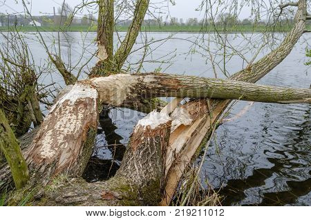 gnawing traces of a beaver on a tree that has completely gnawed through