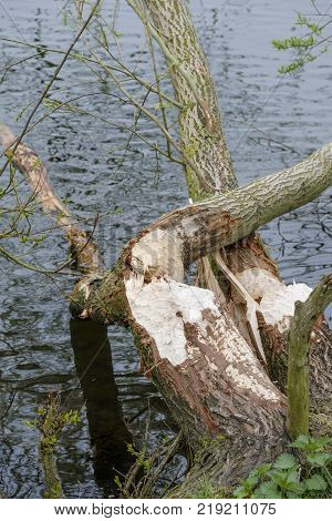 gnawing traces of a beaver on a tree that has completely gnawed through
