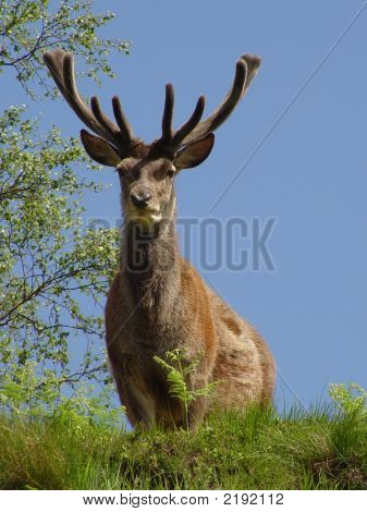 Veado majestoso veado-vermelho