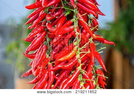 Spicy red pepper on Amalfi coast Italy