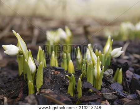 Common snowdrop, Galanthus nivalis, sprouts in early spring. Pure white flowers are seen on black background