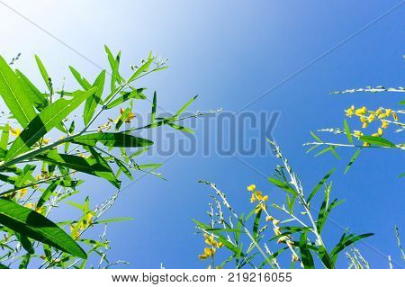 sunhemp low angle on blue sky.sunhemp low angle on blue sky.