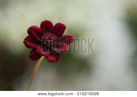 Single Chocolate Cosmos Small Red Brown Flower