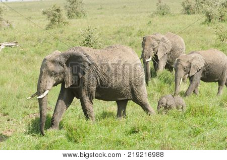 African Elephant  herd (scientific name: Loxodonta africana, or 
