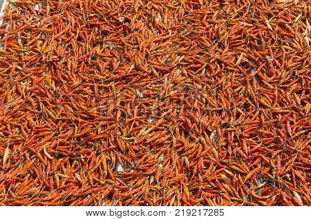 Close up of dry chilli peppers.close up of dried red chillies in a pan.