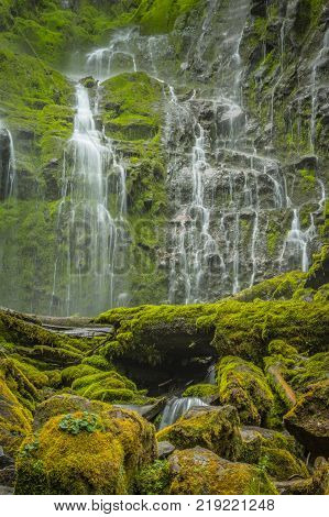 Looking Up at the Moss Covered Wall of Proxy Falls in central Oregon