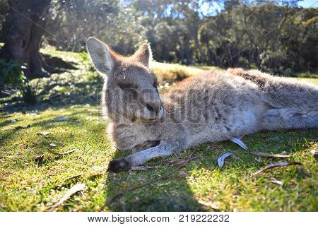 A kangaroo resting at the beach in Australia