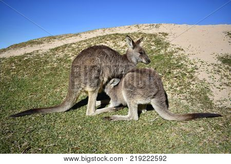 A mother and joey kangaroo at the beach