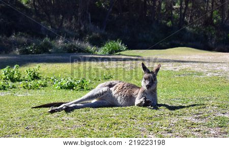 A kangaroo relaxing on the beach in Australia