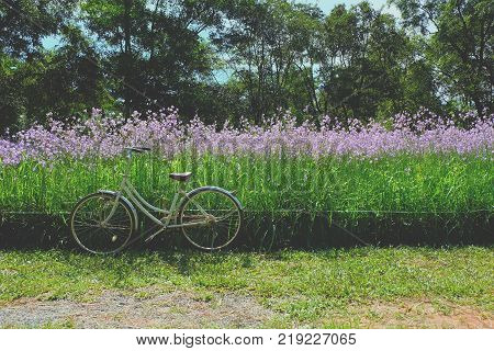 Vintage Bicycle and purple flowers field in Thailand crested serpent flowers garden background.