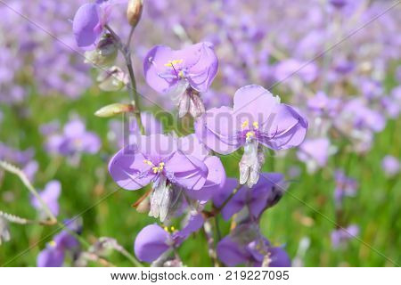 Crested serpent flowers Sweet Purple flowers field. Crested serpent garden in Thailand.