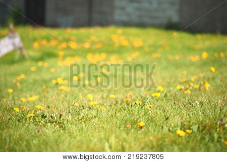 Blurred soft light green field with yellow flower in spring or summer season in europe.
