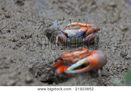 Makro foto af mudder krabber.