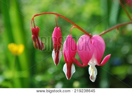 Heart bleeding flowers with branch and green leaves in sunny day with background blurry, garden  in summer