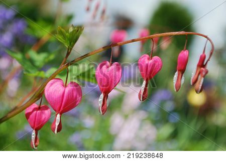 Heart bleeding flowers with branch and green leaves in sunny day with background blurry, garden  in summer garden, europe Belgium,