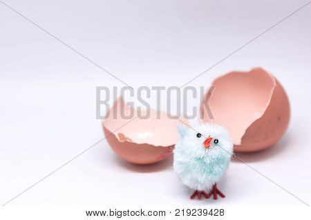 isolated blue chicken sitting in a shell on the background of a broken shell. concept of Easter