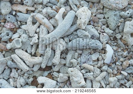 Broken coral on the beach. It looks white.