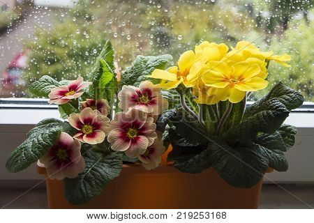 Flower box with colorful flowers on the terrace in the spring. Flowers in pots. Flowers in plastic pots. Flower case. Ranunculus. Primrose. Primula. Ivy.Viola tricolor