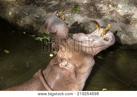Close up hippopotamus or hippo mostly herbivorous mammal in water with open mouth and waiting for food from tourists. Thailand