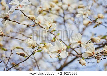 White magnolia flowering background. Botanical background. Magnolia blossom in the garden.