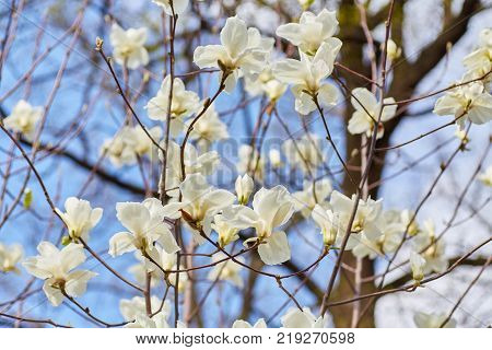 White magnolia flowering background. Botanical background. Magnolia blossom in the garden.