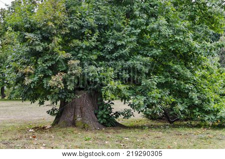 Beautiful autumnal  forest with venerable trees, located  in National monument of landscape architecture Park  in 

former time royal residence on outskirts of Sofia, Bulgaria, Europe