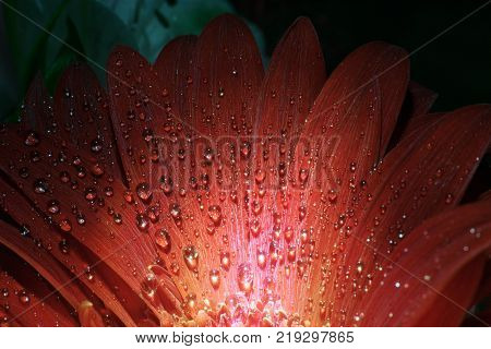 flower of red gerbera with drops of water on petals close-up