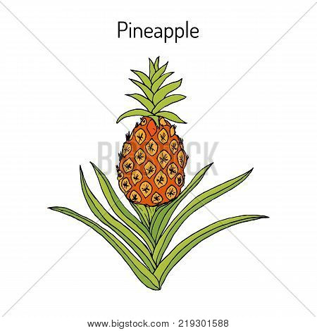 Pineapple Ananas comosus , tropical plant. Hand drawn botanical vector illustration