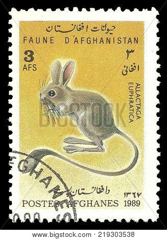 Kiev Ukraine December 22 2017: Stamp printed by Afghanistan Color edition devoted Fauna shows Euphrates Jerboa CIRCA 1989