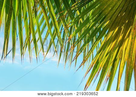 Frame from Hanging Large Round Spiky Palm Tree Leaves on Clear Blue Sky Background. Golden Sun Light. Tropical Vacation Traveling Asia Caribbean Mediterranean. Copy Space Banner Poster Template