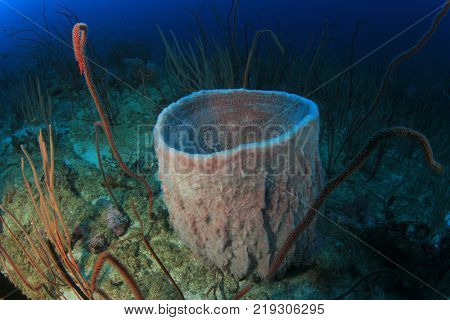 Barrel sponge on coral reef