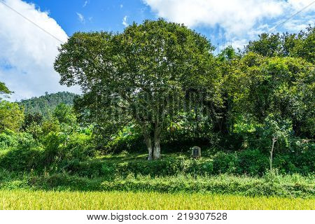 Chestnut tree heritage and Chestnut garden at Trung Khanh town, Cao Bang, Vietnam