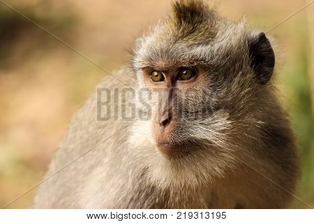wild macaque monkey in nature watches surroundings carefully