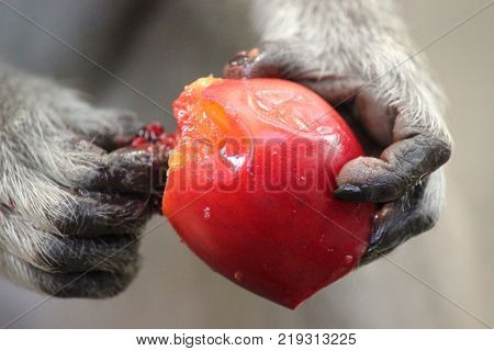 monkey hands hold and peel a red fruit