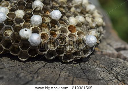 Wasp nest with wasps sitting on it. Wasps polist. The nest of a family of wasps which is taken a close-up.
