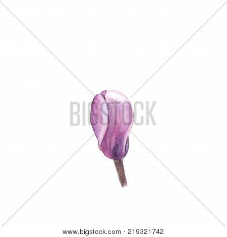 Watercolor Crocus Flower bud. Illustration on white background