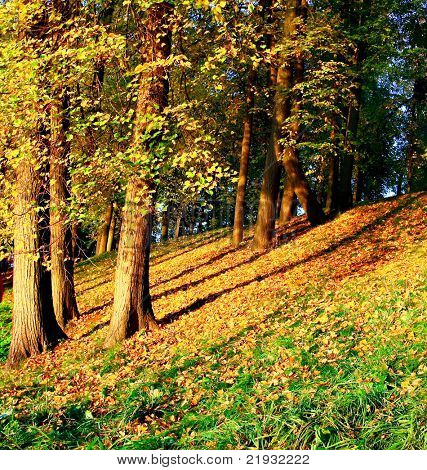 lebendige Wald-Hügel