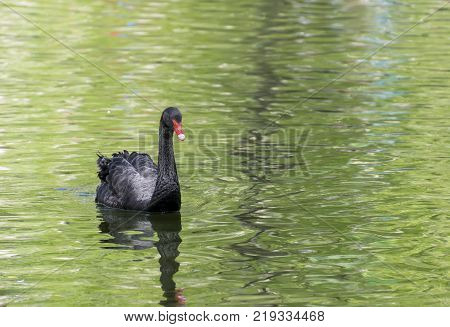 Black swan on the lake in Moscow Zoo