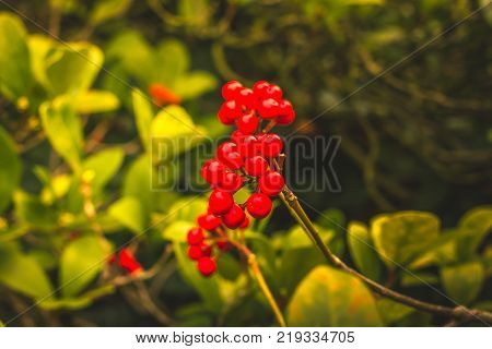 Skimmia japonica shrub with leaves and red berries. Japanese sorbus