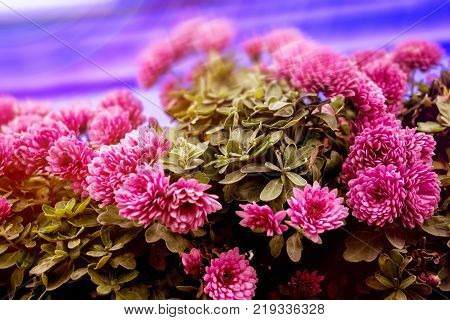 Bright pink light purple flower wall with green bush leaves background. Exterior design decorative element. Close up interior detail idea for outdoor house terrace garden yard patio open space